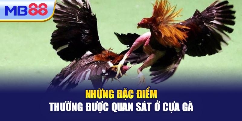Những Đặc Điểm Thường Được Quan Sát Ở Cựa Gà