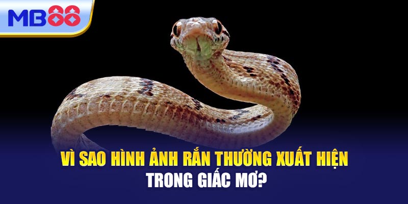 Vì Sao Hình Ảnh Rắn Thường Xuất Hiện Trong Giấc Mơ?
